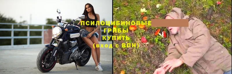 Псилоцибиновые грибы мицелий  купить наркоту  Алдан 